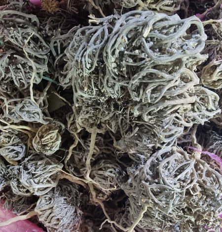 عشبة كف مريم