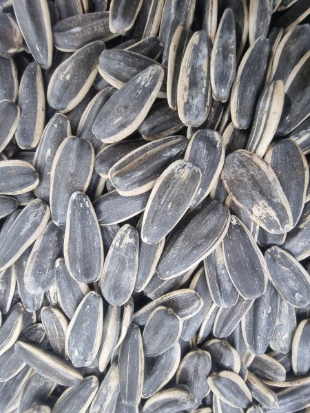 بزر شمس صيني فاخر