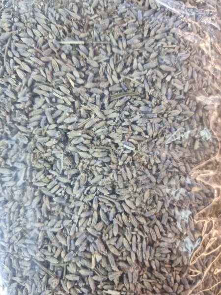 خزامي لافندر