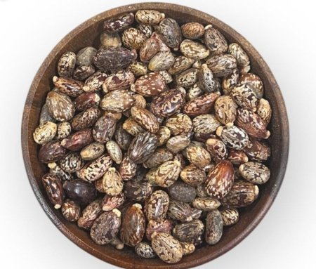 بذور الخروع